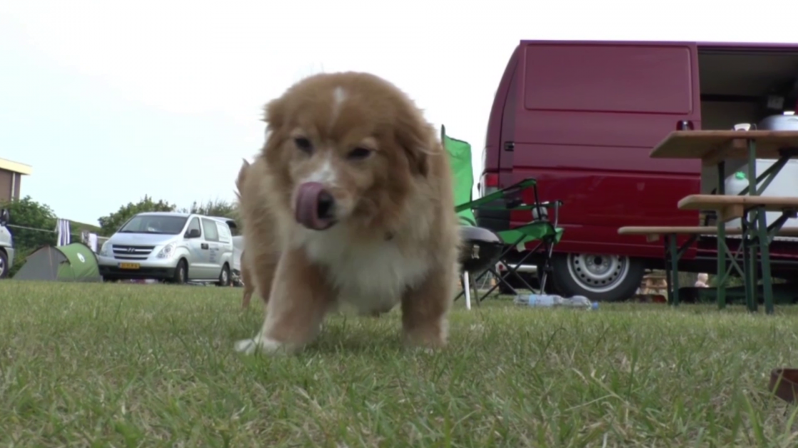 expiTV Mit Hund auf Campingplatz in Holland?
